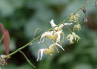 Palest lemon yellow flowers